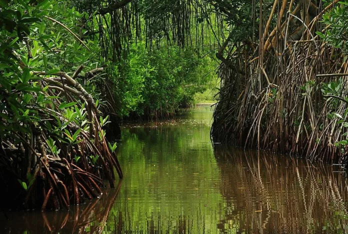 Entregan cuyutlanenses pliego petitorio a la gobernadora de Colima Indira Vizcaíno para proteger el manglar