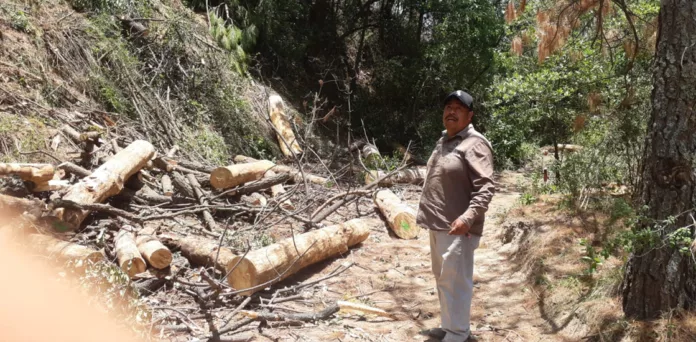 El pasado 1 de Marzo de 2024, Raymundo Cahuantzi-Tiaxca de su comunidad y protector forestal, recuperó la libertad después de un año y siste mes de injusto encarcelamiento. Las magistradas  Aída Baez Huerta, Rossana Rubio Marchetti y Olivia Mendieta discutieron las pruebas presentadas durante la audiencia, que duró más de una hora.  El jucio duró mas de ocho meses, cabe señalar que ninguna de ellas desmuestra responsanilidad en el homocidio de que la Procuraduria de Tlaxcala lo acusó y por el que exigian cincuenta años de prision para él.