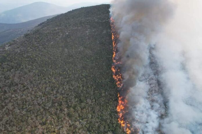 Frente a los incendios forestales en Oaxaca, “la respuesta de las autoridades estatales y federales ha sido tardía