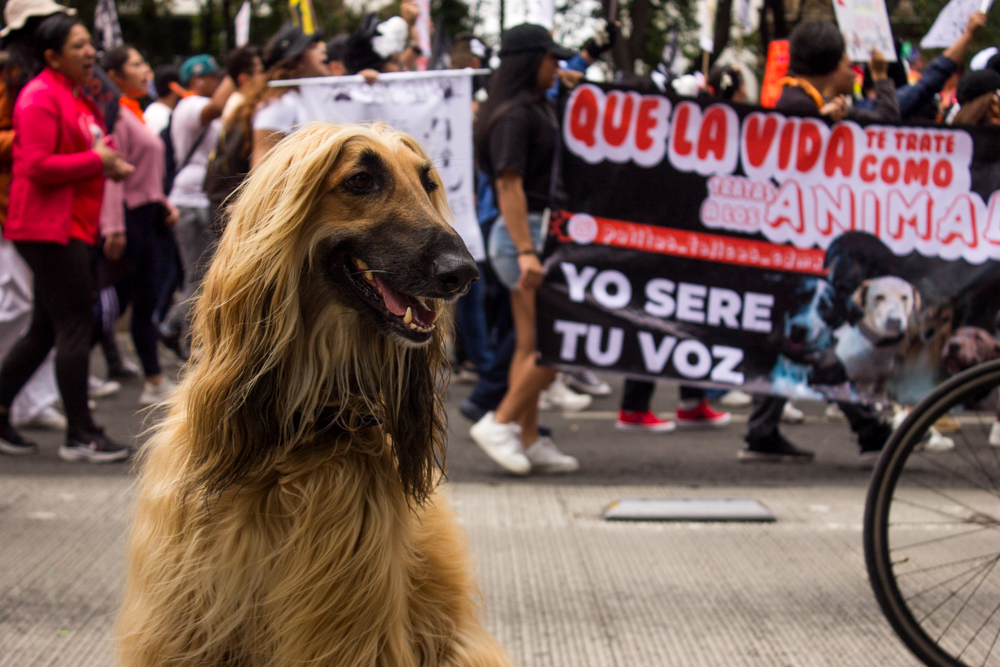 Marcha Ciudadana Nacional por el Derecho de los Animales