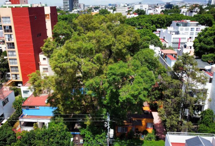 Declara Gobierno Capitalino al Árbol “Eugenio” como Patrimonio Natural y Cultural de la Ciudad de México