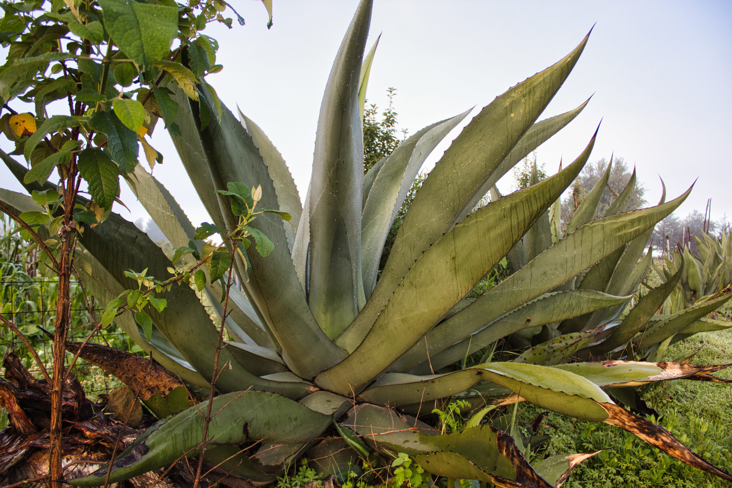 Maguey de cinco años. Aún no ha sido raspado para sacar aguamiel