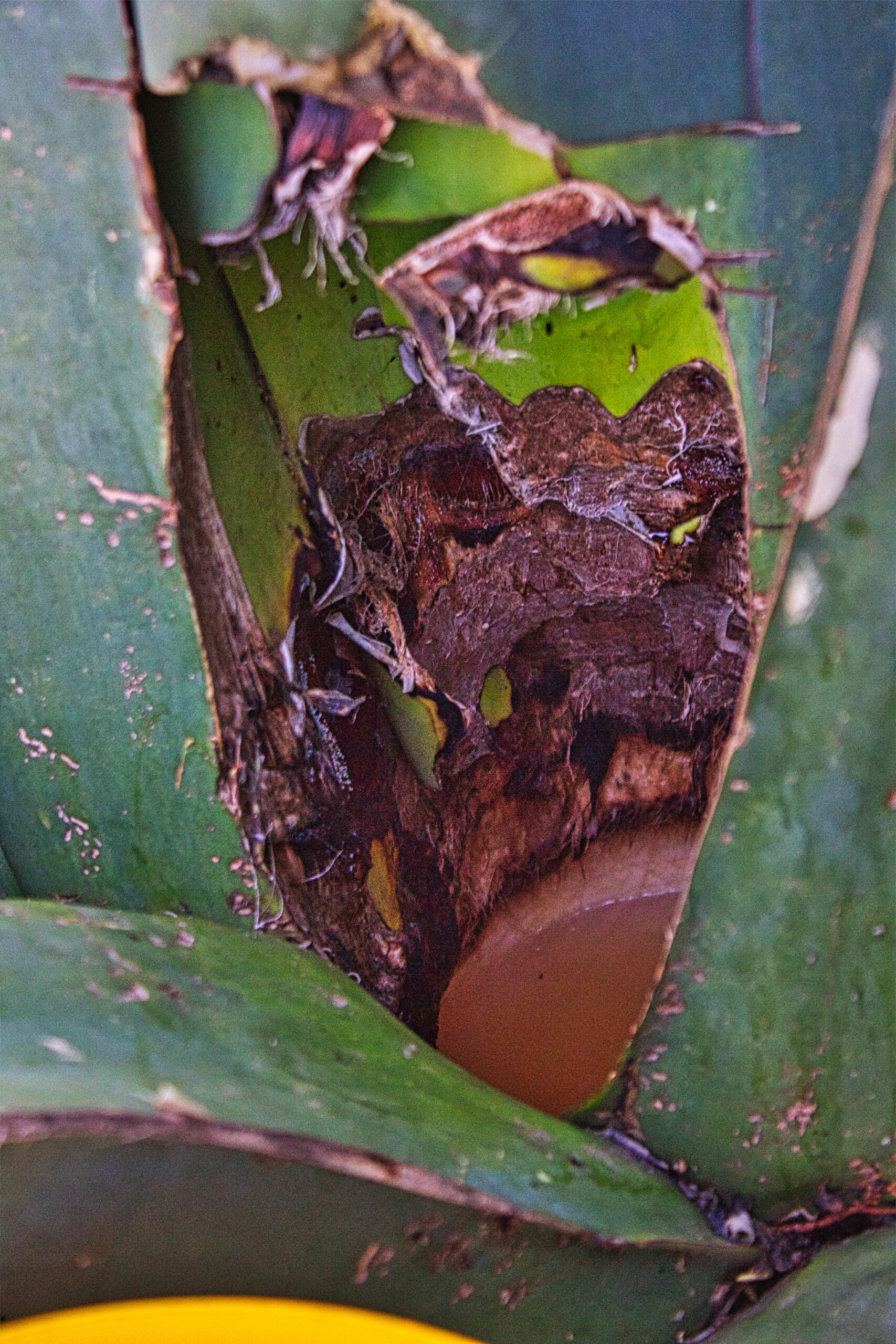 Corazón del maguey y espacio donde brota el aguamiel