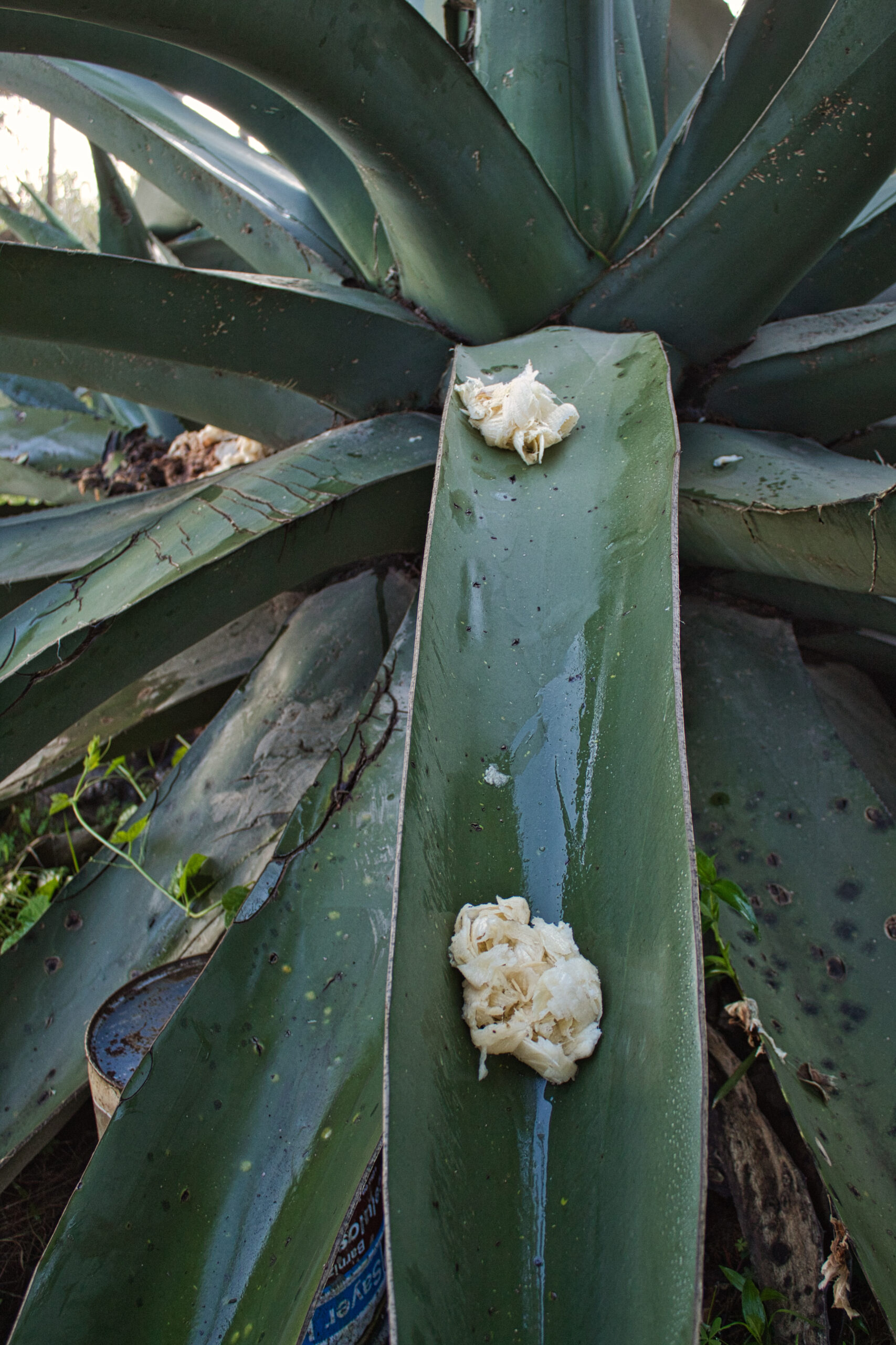 Para extraer el aguamiel, se raspa por dentro del maguey, la parte que sale es color blanco y se conoce como raspa. 