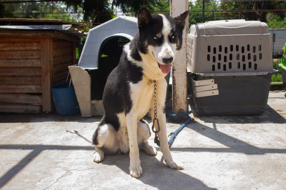 Adopción de perros en RescataCan